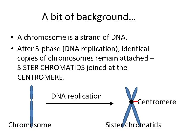 A bit of background… • A chromosome is a strand of DNA. • After