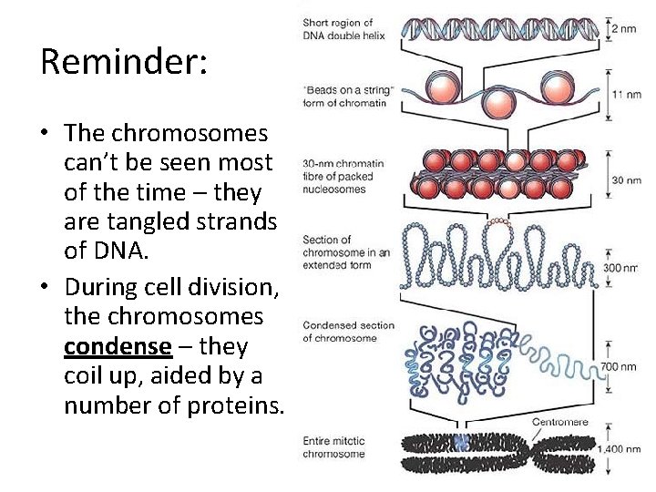 Reminder: • The chromosomes can’t be seen most of the time – they are
