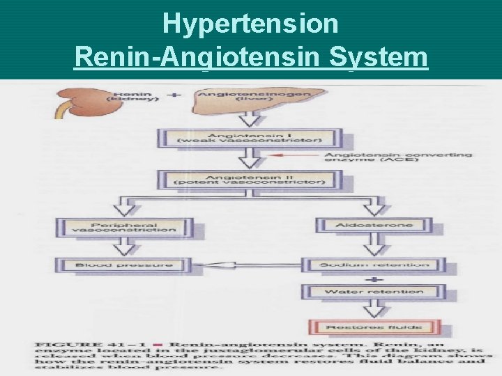 Hypertension Renin-Angiotensin System 