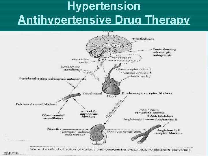 Hypertension Antihypertensive Drug Therapy 