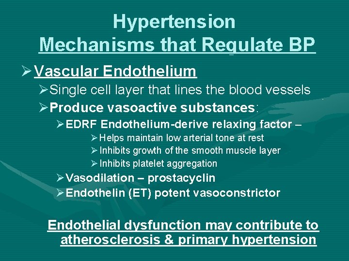Hypertension Mechanisms that Regulate BP Ø Vascular Endothelium ØSingle cell layer that lines the