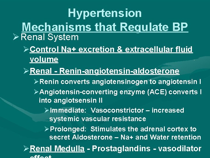 Hypertension Mechanisms that Regulate BP Ø Renal System ØControl Na+ excretion & extracellular fluid
