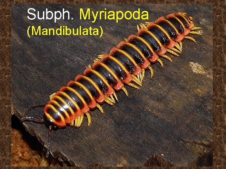 Subph. Myriapoda (Mandibulata) 