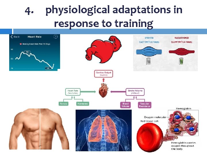 4. physiological adaptations in response to training 4. physiological adaptations in response to training