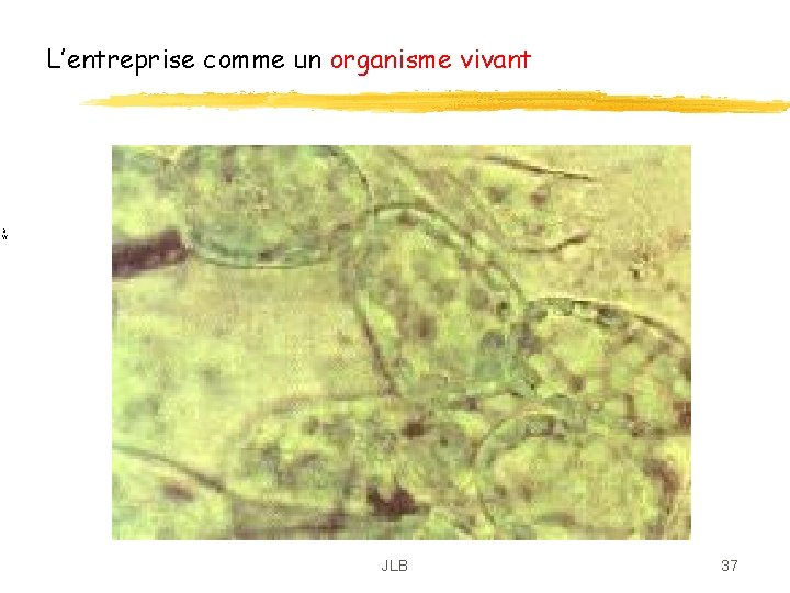 L’entreprise comme un organisme vivant B W JLB 37 L’entreprise comme un organisme vivant B W JLB 37