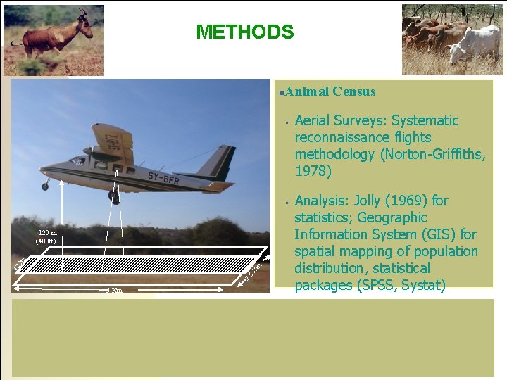 METHODS n Animal Census • • 120 m (400 ft) n 2. 5 n