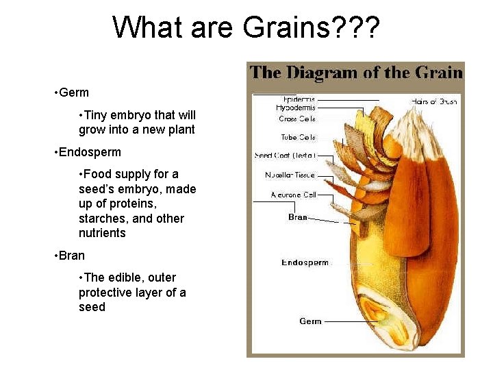 What are Grains? ? ? • Germ • Tiny embryo that will grow into