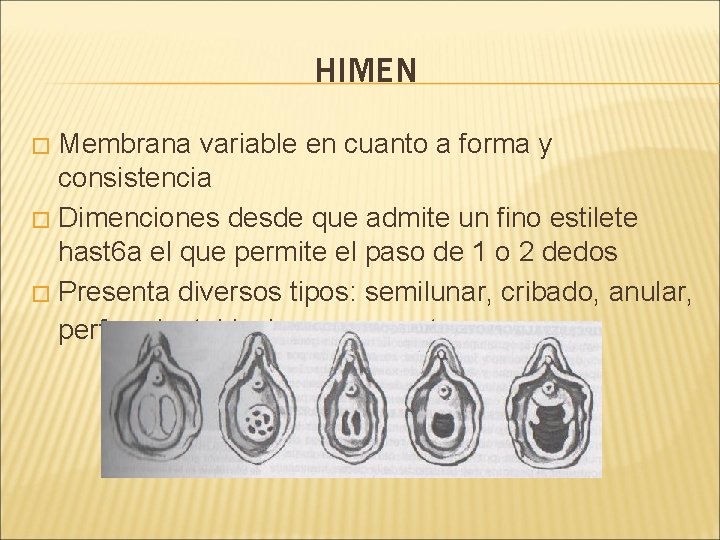 HIMEN Membrana variable en cuanto a forma y consistencia � Dimenciones desde que admite