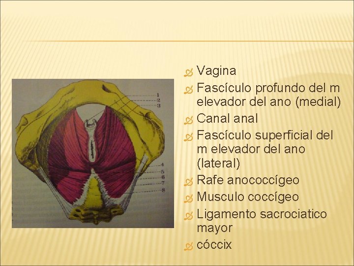  Vagina Fascículo profundo del m elevador del ano (medial) Canal Fascículo superficial del