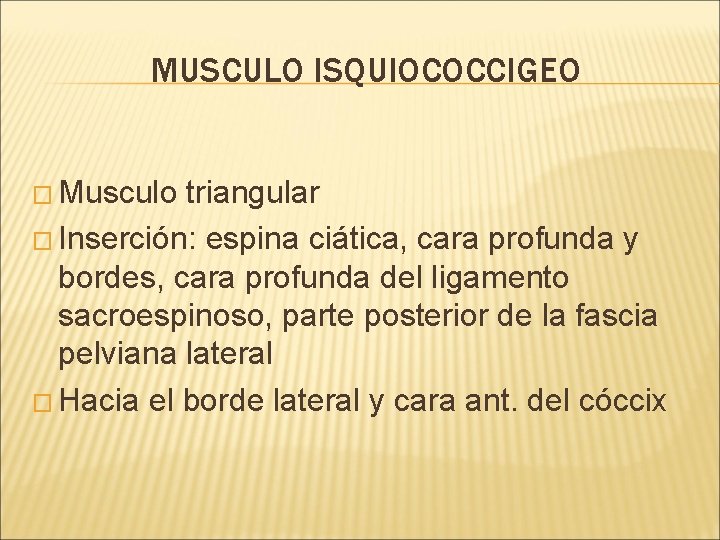 MUSCULO ISQUIOCOCCIGEO � Musculo triangular � Inserción: espina ciática, cara profunda y bordes, cara