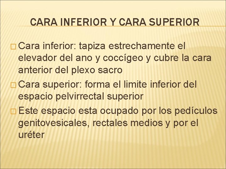 CARA INFERIOR Y CARA SUPERIOR � Cara inferior: tapiza estrechamente el elevador del ano