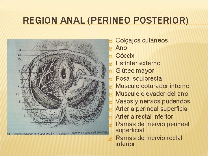 REGION ANAL (PERINEO POSTERIOR) Colgajos cutáneos Ano Cóccix Esfínter externo Glúteo mayor Fosa isquiorectal