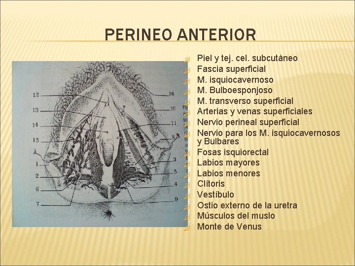 PERINEO ANTERIOR Piel y tej. cel. subcutáneo Fascia superficial M. isquiocavernoso M. Bulboesponjoso M.