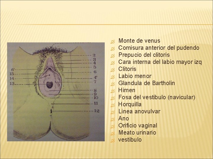  Monte de venus Comisura anterior del pudendo Prepucio del clitoris Cara interna del
