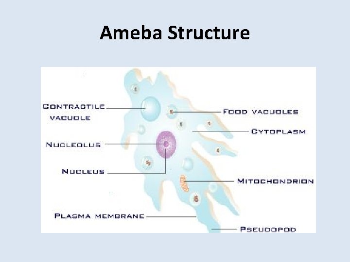 Ameba Structure 