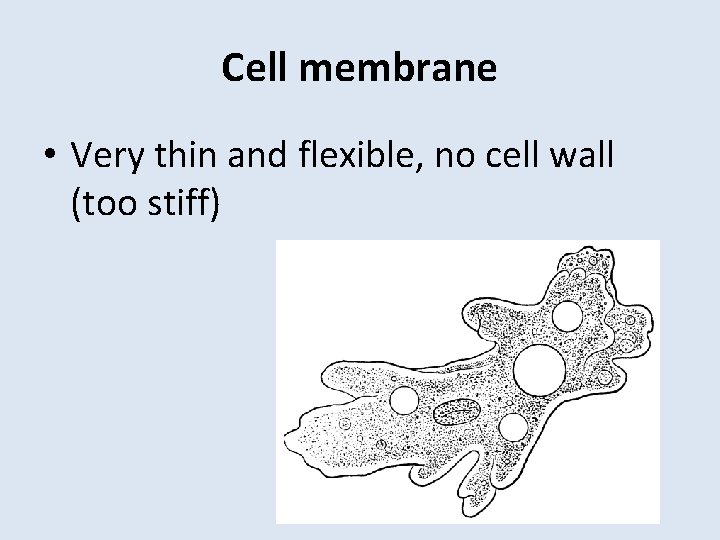 Cell membrane • Very thin and flexible, no cell wall (too stiff) 