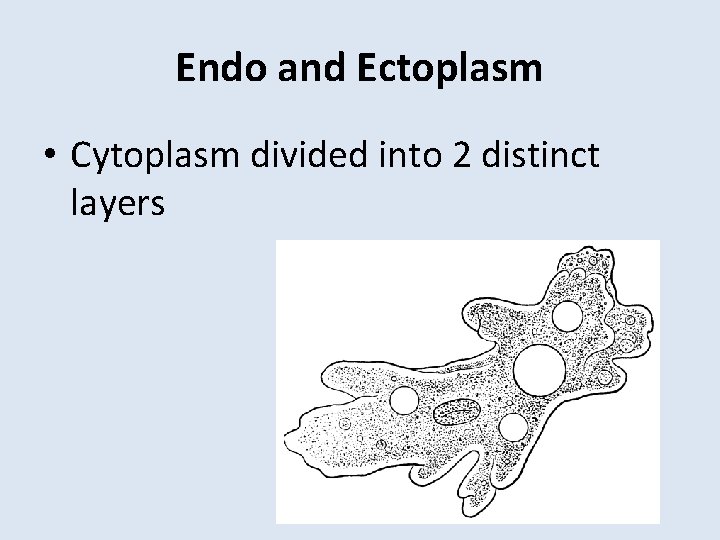 Endo and Ectoplasm • Cytoplasm divided into 2 distinct layers 