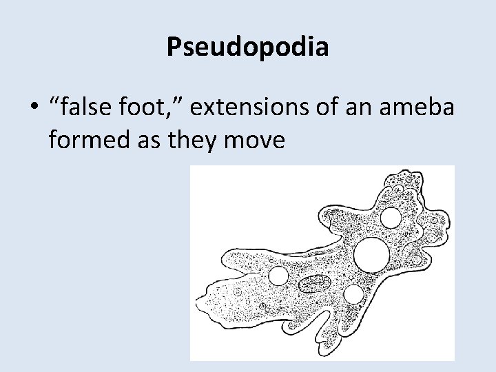 Pseudopodia • “false foot, ” extensions of an ameba formed as they move 