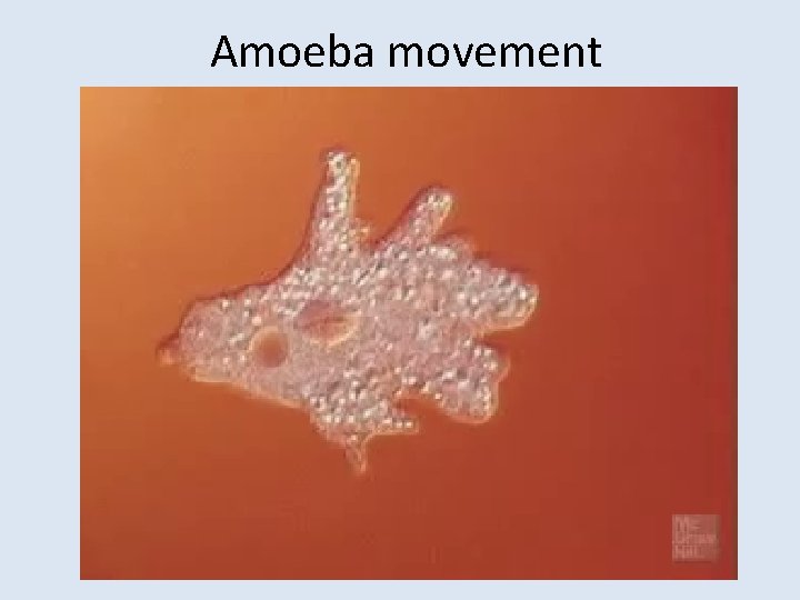 Amoeba movement 
