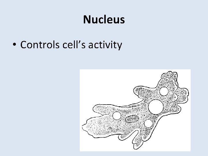 Nucleus • Controls cell’s activity 