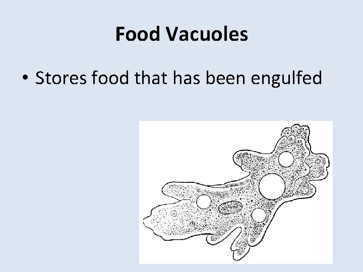 Food Vacuoles • Stores food that has been engulfed 