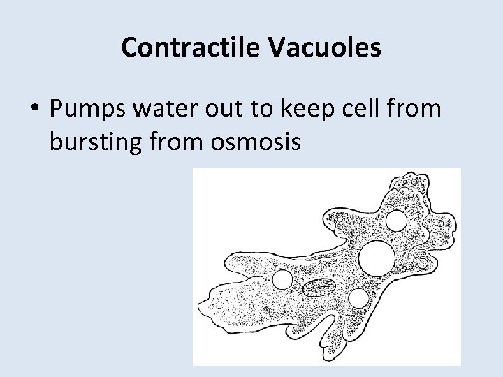 Contractile Vacuoles • Pumps water out to keep cell from bursting from osmosis 