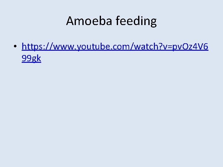 Amoeba feeding • https: //www. youtube. com/watch? v=pv. Oz 4 V 6 99 gk