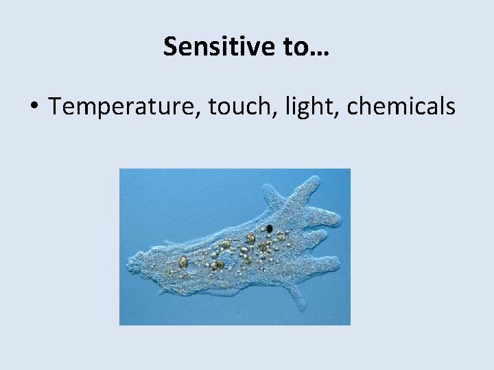 Sensitive to… • Temperature, touch, light, chemicals 