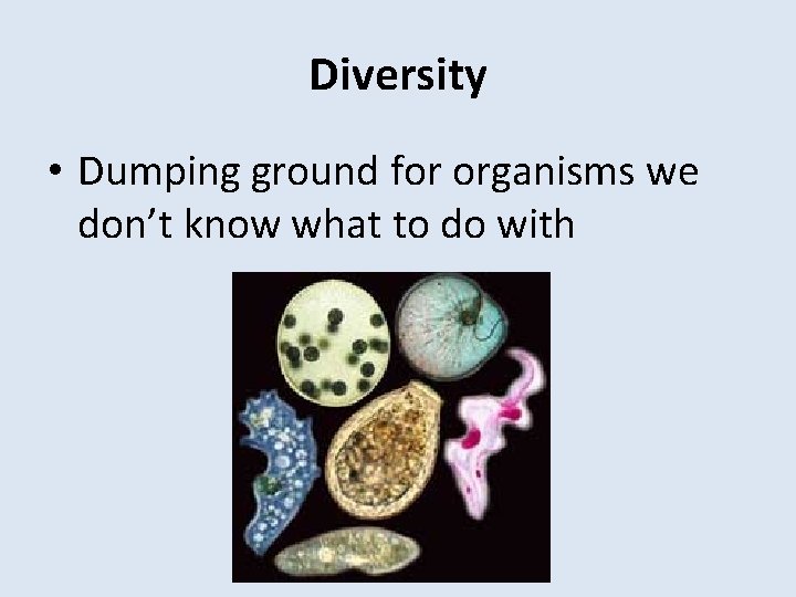 Diversity • Dumping ground for organisms we don’t know what to do with 