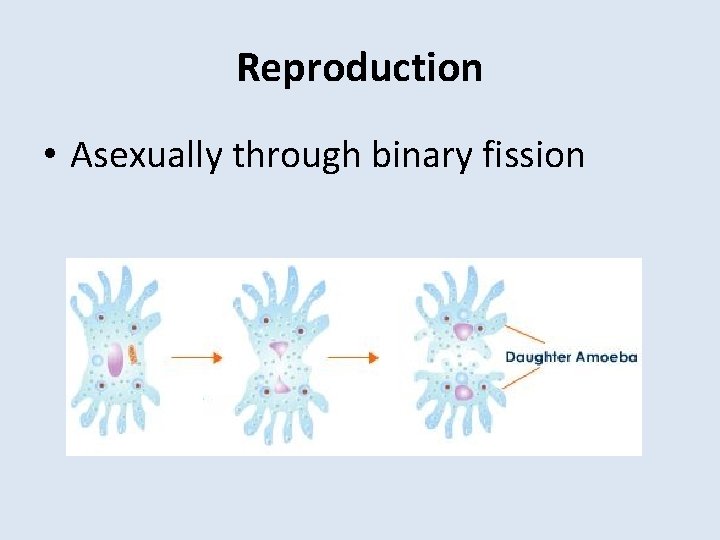 Reproduction • Asexually through binary fission 