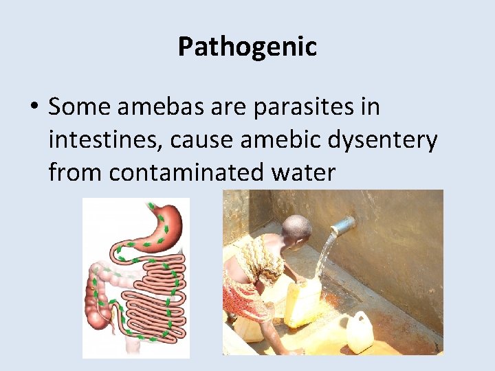 Pathogenic • Some amebas are parasites in intestines, cause amebic dysentery from contaminated water