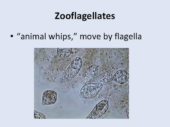 Zooflagellates • “animal whips, ” move by flagella 