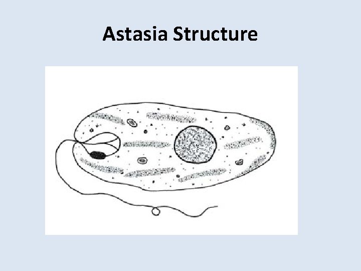 Astasia Structure 