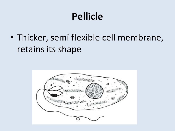 Pellicle • Thicker, semi flexible cell membrane, retains its shape 