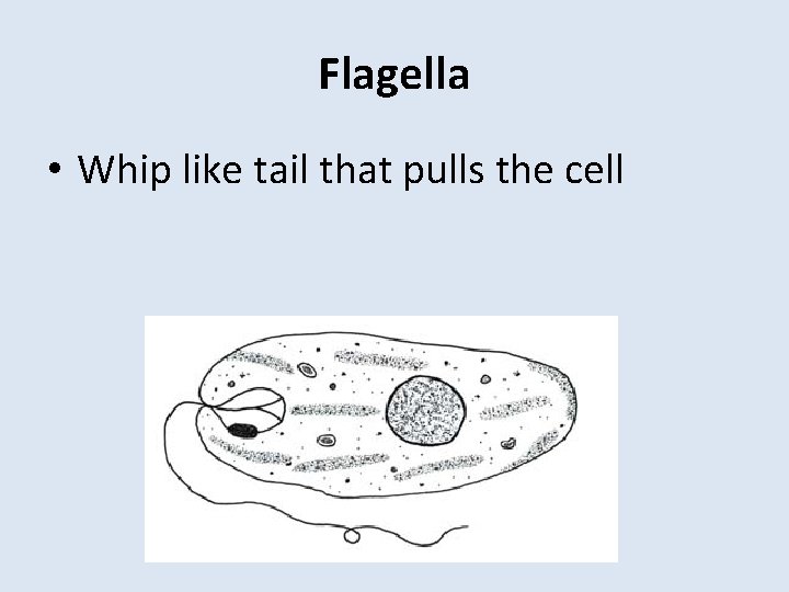 Flagella • Whip like tail that pulls the cell 