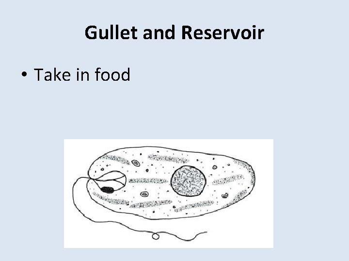Gullet and Reservoir • Take in food 