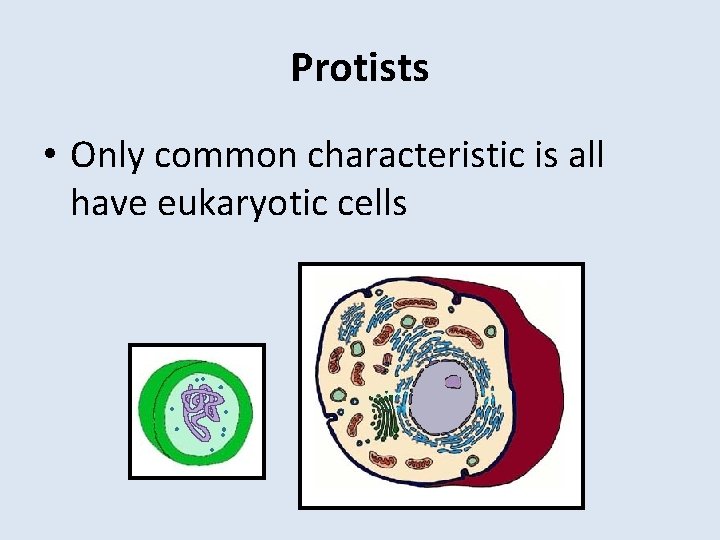 Protists • Only common characteristic is all have eukaryotic cells 