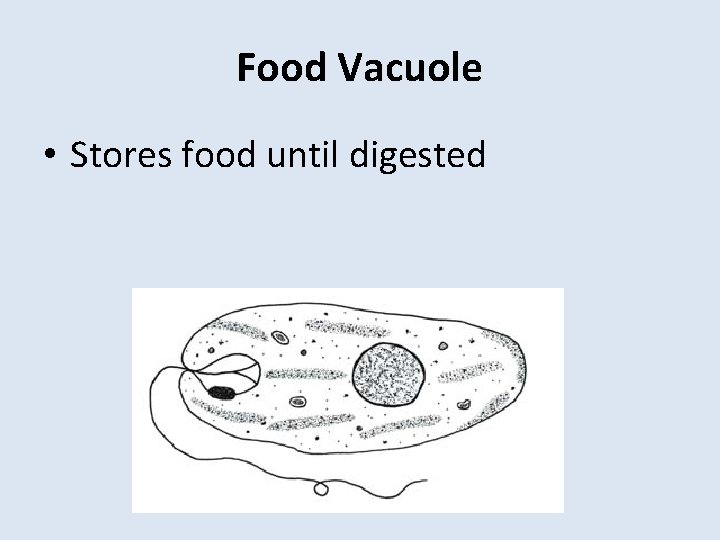 Food Vacuole • Stores food until digested 