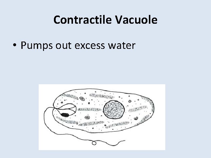 Contractile Vacuole • Pumps out excess water 