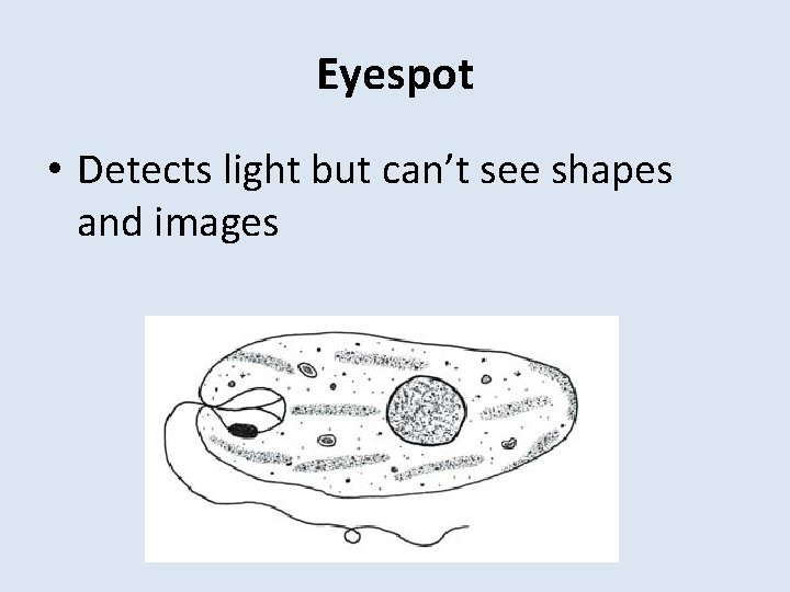 Eyespot • Detects light but can’t see shapes and images 