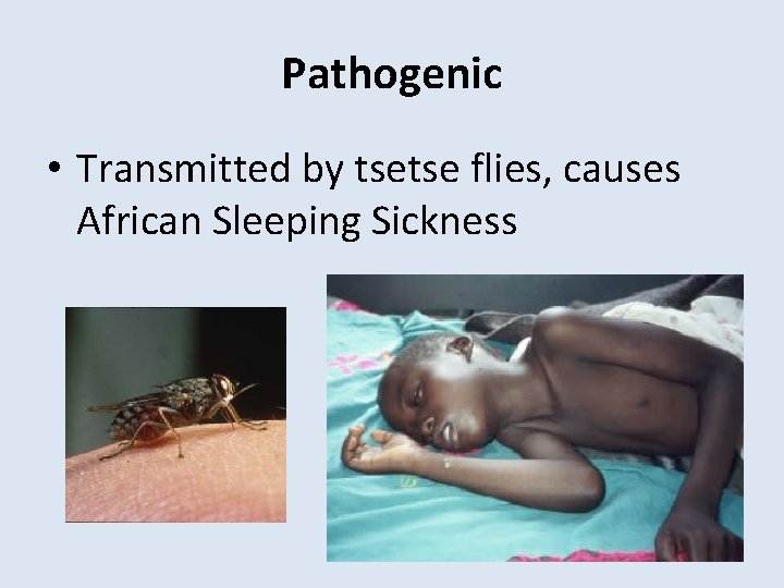 Pathogenic • Transmitted by tsetse flies, causes African Sleeping Sickness 