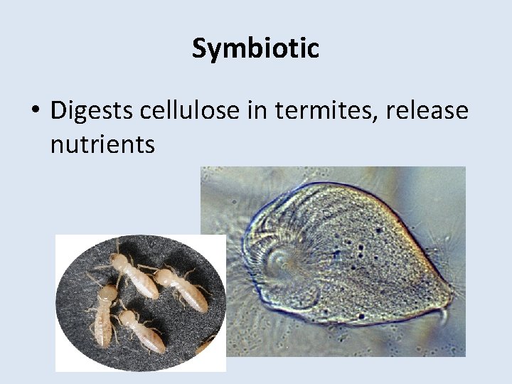 Symbiotic • Digests cellulose in termites, release nutrients 