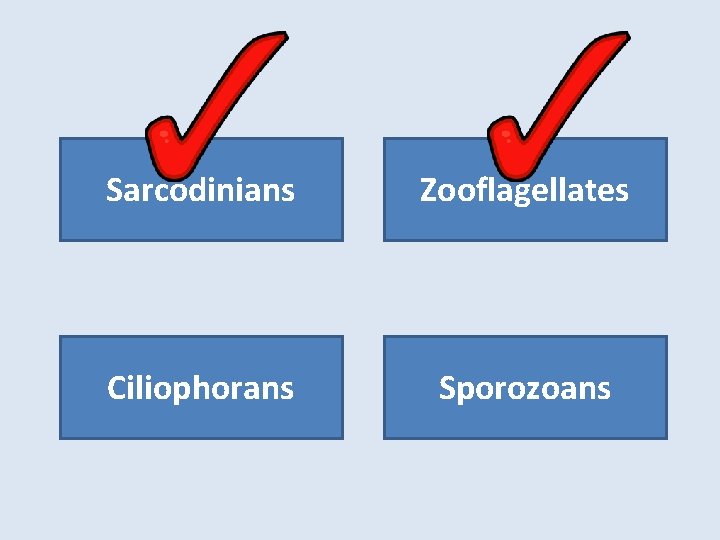 Sarcodinians Zooflagellates Ciliophorans Sporozoans 