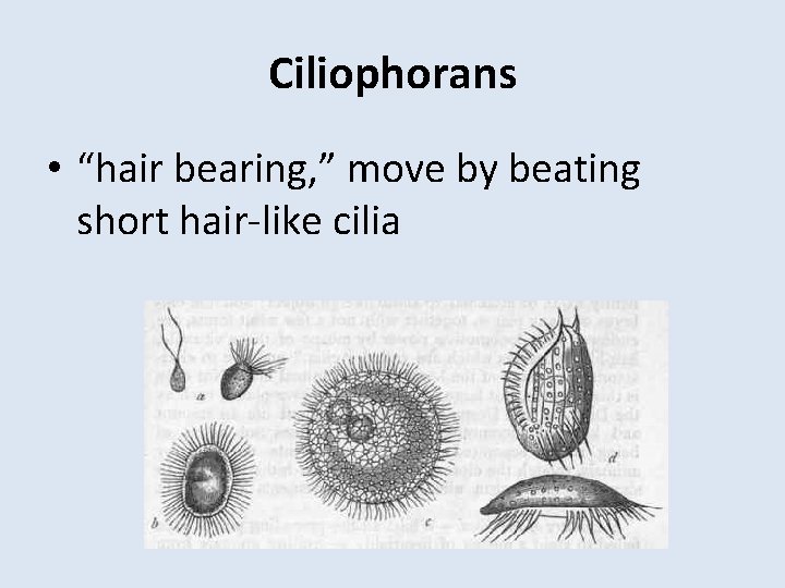 Ciliophorans • “hair bearing, ” move by beating short hair-like cilia 