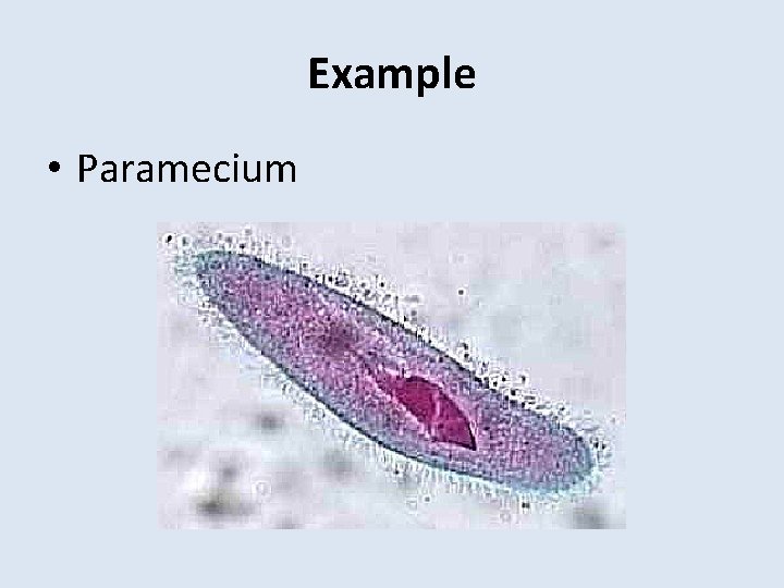 Example • Paramecium 