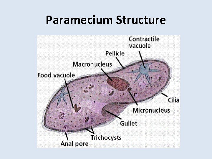 Paramecium Structure 