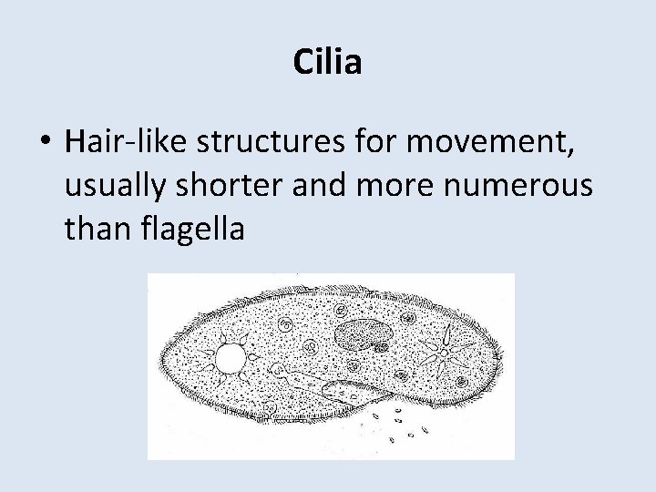 Cilia • Hair-like structures for movement, usually shorter and more numerous than flagella 