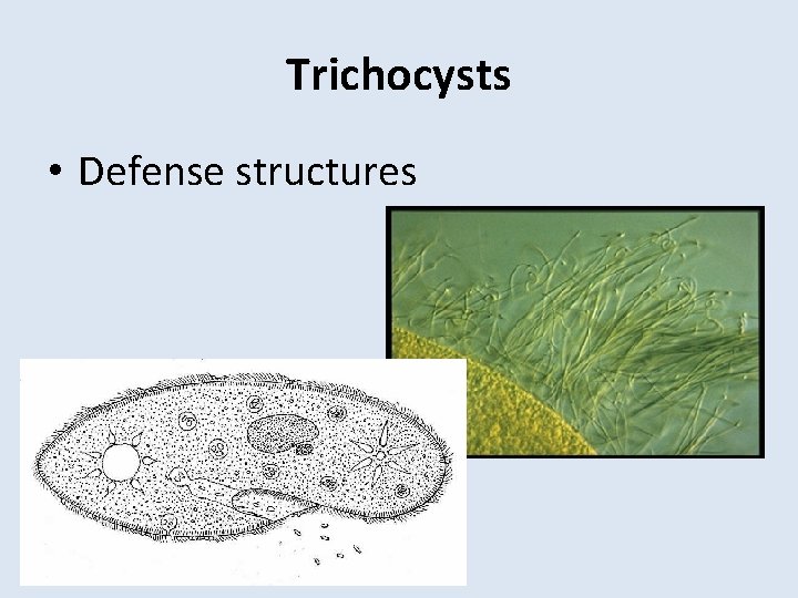 Trichocysts • Defense structures 