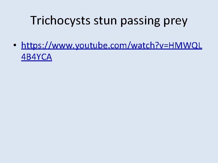 Trichocysts stun passing prey • https: //www. youtube. com/watch? v=HMWQL 4 B 4 YCA