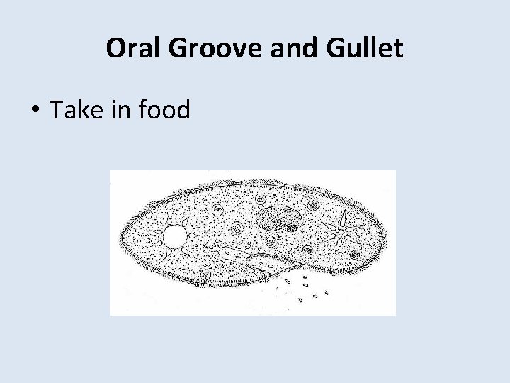 Oral Groove and Gullet • Take in food 